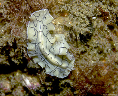 Eurylepta californica