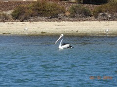 Pelecanus conspicillatus