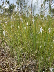 Trichophorum alpinum