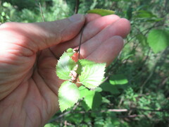 Betula fruticosa