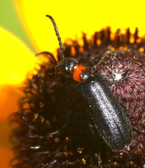 Nemognatha nemorensis