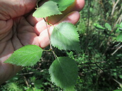 Betula fruticosa