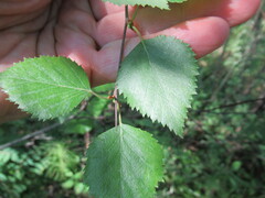 Betula fruticosa