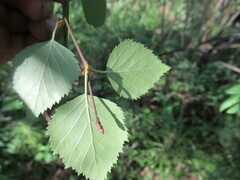 Betula fruticosa