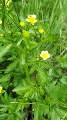 Ranunculus macounii
