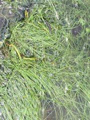 Eleocharis vivipara