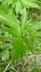 Ranunculus macounii