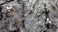 Oxycarenus lavaterae