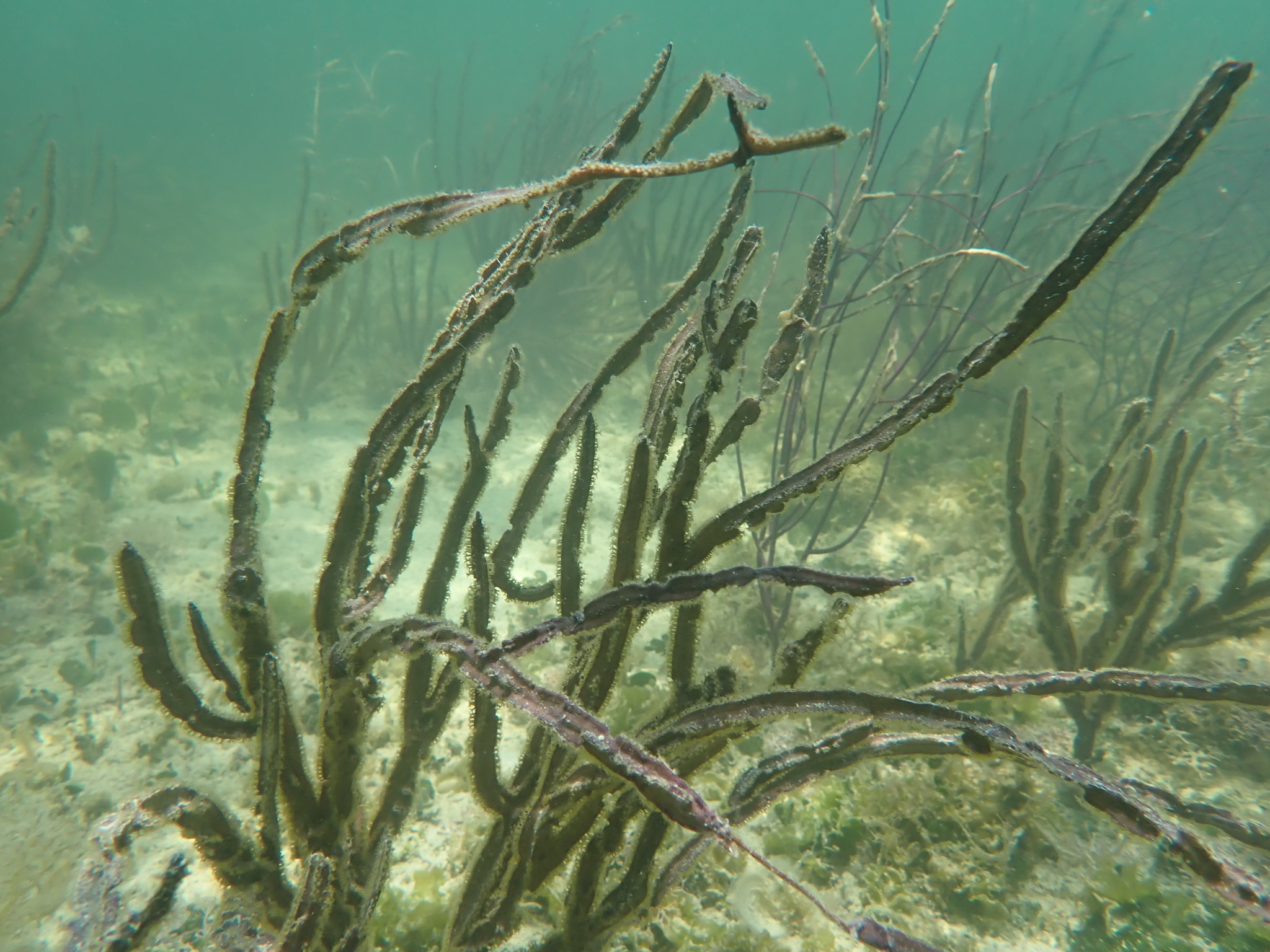 Pterogorgia anceps (Pallas, 1766)