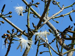 Pseudobombax grandiflorum