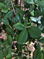 Eugenia fajardensis