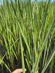 Acorus americanus
