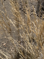 Deschampsia nubigena