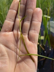 Potamogeton zosteriformis