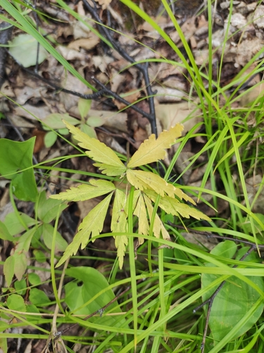 Anemonoides reflexa (Anemonoides reflexa)