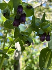 Cerinthe