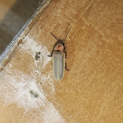 Photinus marginellus