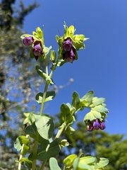 Cerinthe