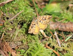 Epirrhoe plebeculata