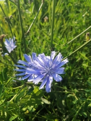 Cichorium intybus
