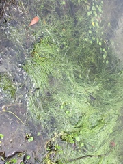 Eleocharis vivipara
