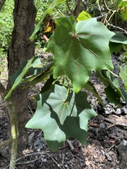 Kokia drynarioides