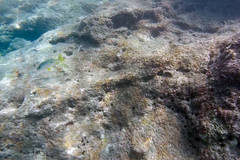 Lutjanus monostigma