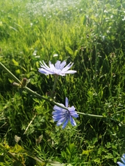 Cichorium intybus