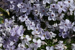 Phlox condensata