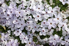 Phlox condensata