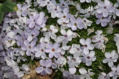Phlox condensata