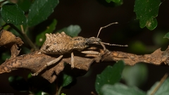 Leptopius orthodoxus