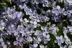Phlox condensata