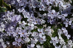 Phlox condensata