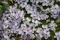Phlox condensata