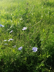 Cichorium intybus