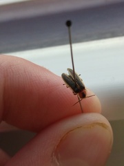 Photinus curtatus