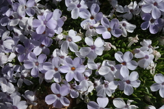 Phlox condensata