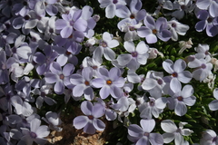 Phlox condensata
