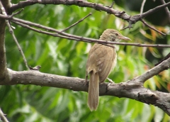 Acrocephalus stentoreus