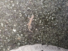 Hemidactylus frenatus