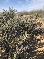 Cylindropuntia calmalliana