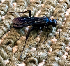 Chlorion aerarium