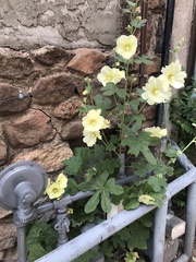 Alcea rosea