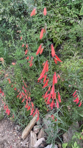 Penstemon barbatus var. torreyi