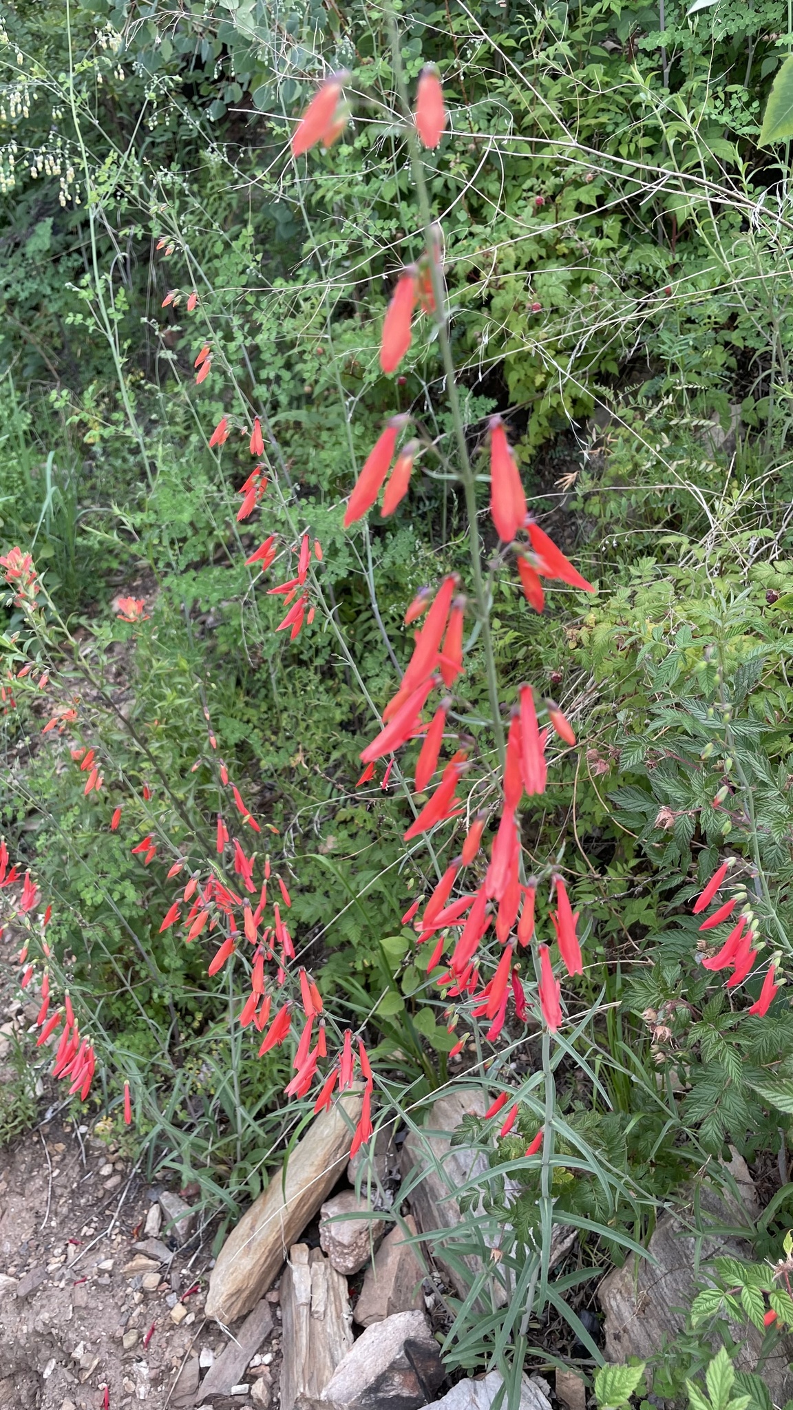 Penstemon barbatus var. torreyi