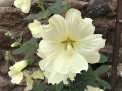 Alcea rosea