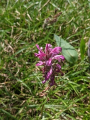 Pedicularis sudetica interior