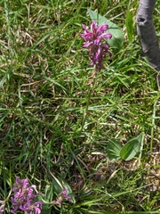 Pedicularis sudetica interior