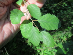 Betula fruticosa